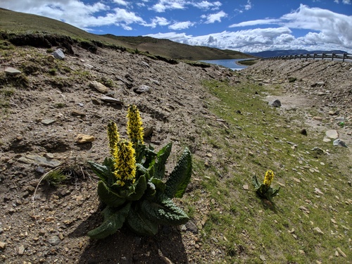 Ligularia rumicifolia