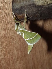 Aenetus moorei