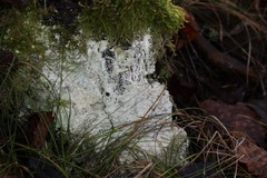 Athelia epiphylla