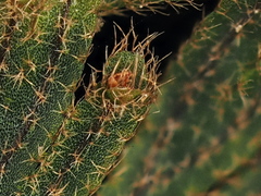 Hymenophyllum frankliniae