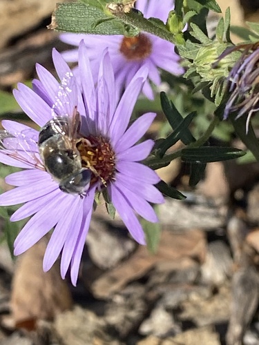 Unknown species found near Ellis Park, Cedar Rapids, IA, US