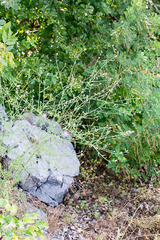 Centaurea kartschiana