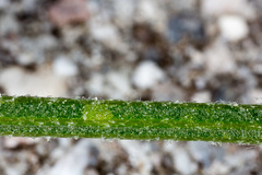 Centaurea kartschiana