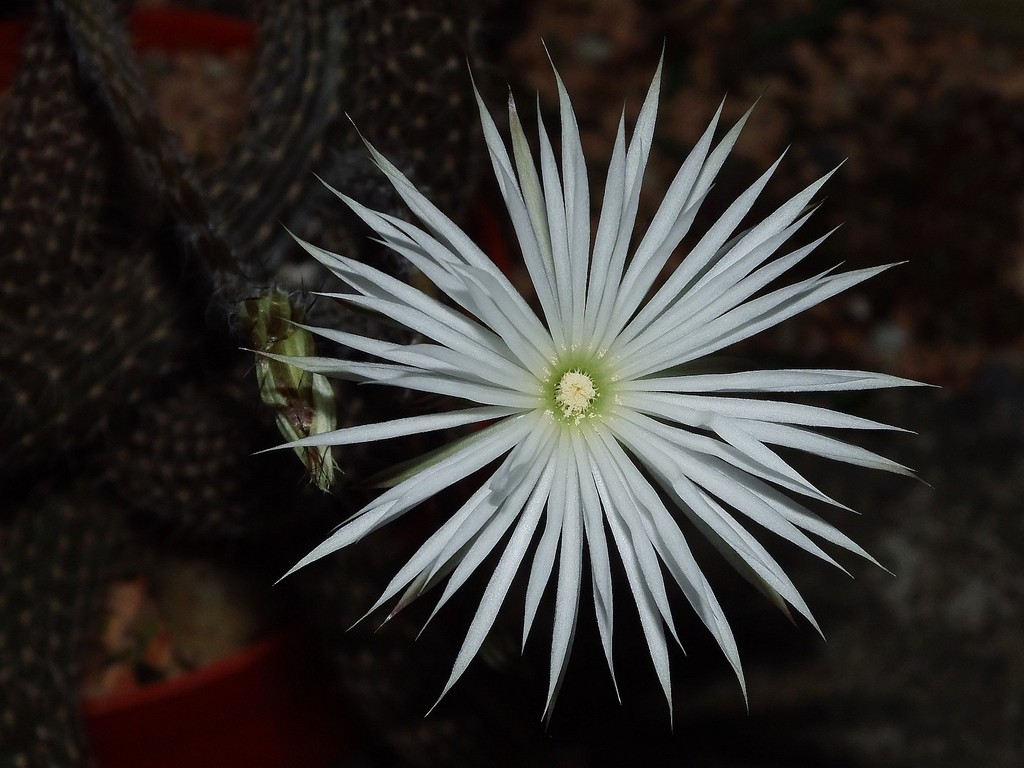 Setiechinopsis