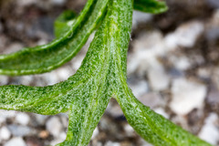 Centaurea kartschiana