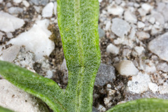 Centaurea kartschiana