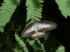Ideopsis vitrea