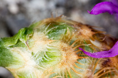 Centaurea kartschiana