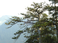 Konish's Fir (Cunninghamia konishii)