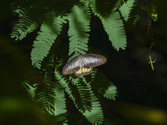 Ideopsis vitrea