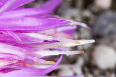 Centaurea kartschiana