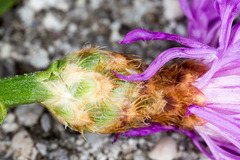 Centaurea kartschiana