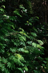 Zapoteca portoricensis