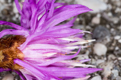 Centaurea kartschiana