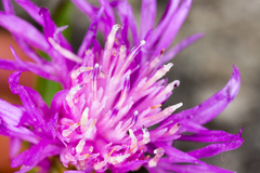 Centaurea kartschiana