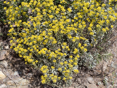 Odontarrhena chondrogyna