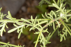 Centaurea kartschiana