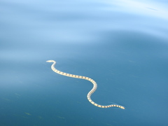 Hydrophis spiralis