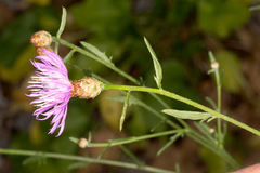 Centaurea kartschiana
