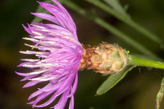 Centaurea kartschiana