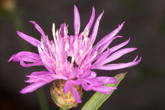 Centaurea kartschiana