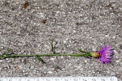 Centaurea kartschiana