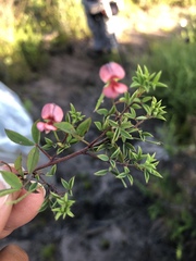 Indigofera erecta