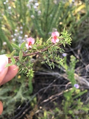 Indigofera erecta