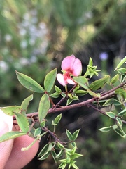 Indigofera erecta