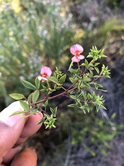 Indigofera erecta