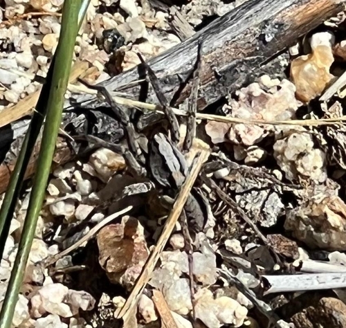 Koch's Wolf Spider