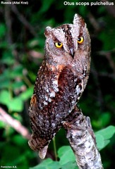 Otus scops