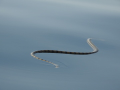 Hydrophis spiralis