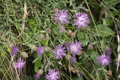 Centaurea aplolepa