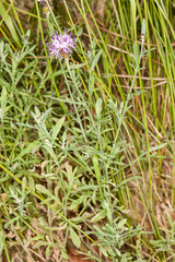 Centaurea aplolepa
