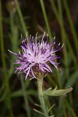 Centaurea aplolepa