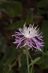 Centaurea aplolepa