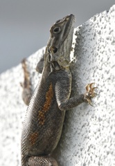 Agama picticauda