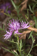 Centaurea aplolepa