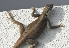 Agama picticauda