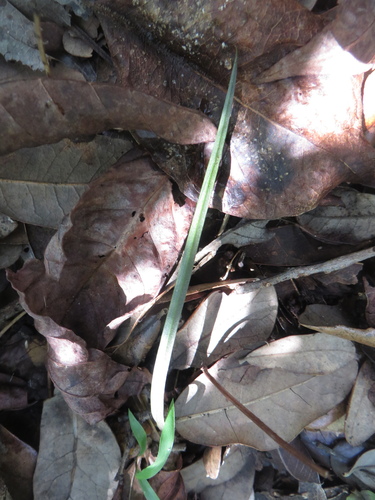 Carter’s orchid (Bletia corallicola)