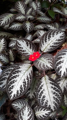 Episcia