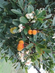 Arbutus unedo