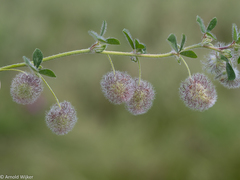 Trifolium pilulare