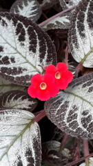 Episcia