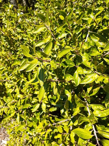Palo negro del sur