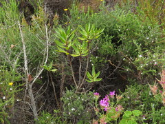 Myoporum montanum