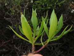 Myoporum montanum