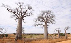Adansonia