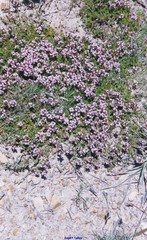 Thymus leptophyllus paui